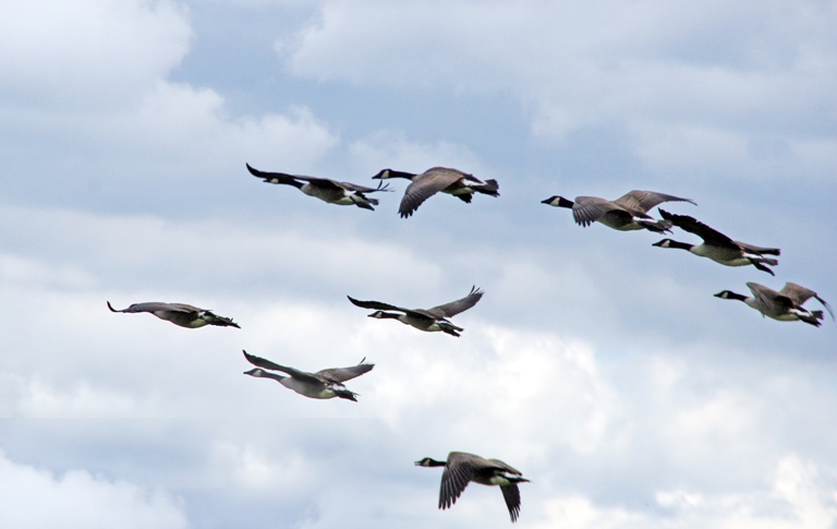 Branta_canadensis,_Canada_Geese_in_flight,_Great_Meadows_National_Wildlife_Refuge
