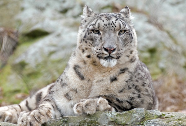 Snow_Leopard_Relaxed