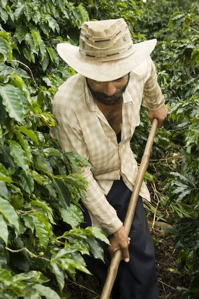 Coffee_farmer_in_Brazil