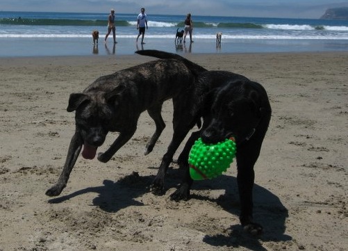 Dog_beach