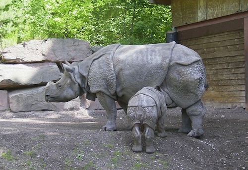 Rinoceronte_Giava