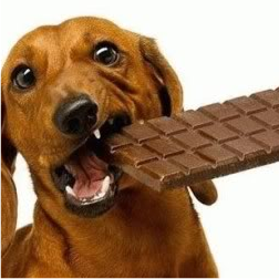 dog-chocolate1