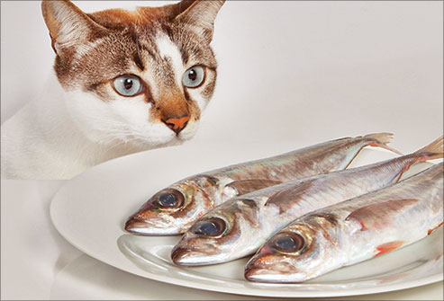 thinkstock_rf_photo_of_cat_with_fish_plate
