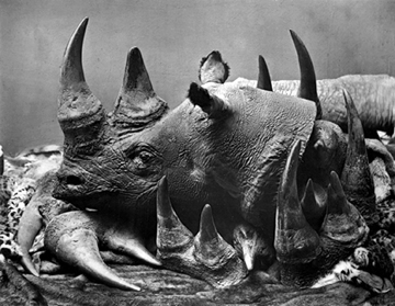 eblack-rhino-head-and-horns