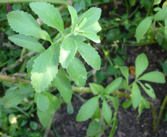 stevia-pianta