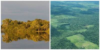collage amazzonia2