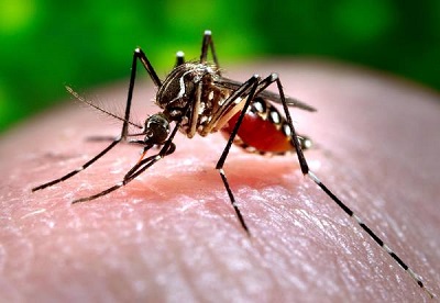 Una zanzara del genere Aedes, vettore del virus Zika      (ANSA/AP Photo/Centers for Disease Control and Prevention, James Gathany)