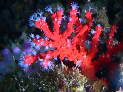 corallo - cielomareterra.org
