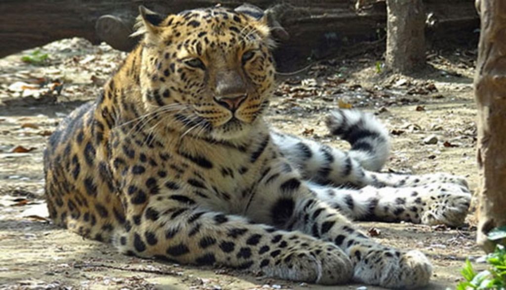 Leopardo dell'Amur in via di estinzione