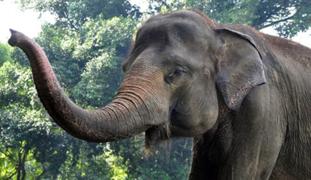 Elefante di Sumatra in via di estinzione