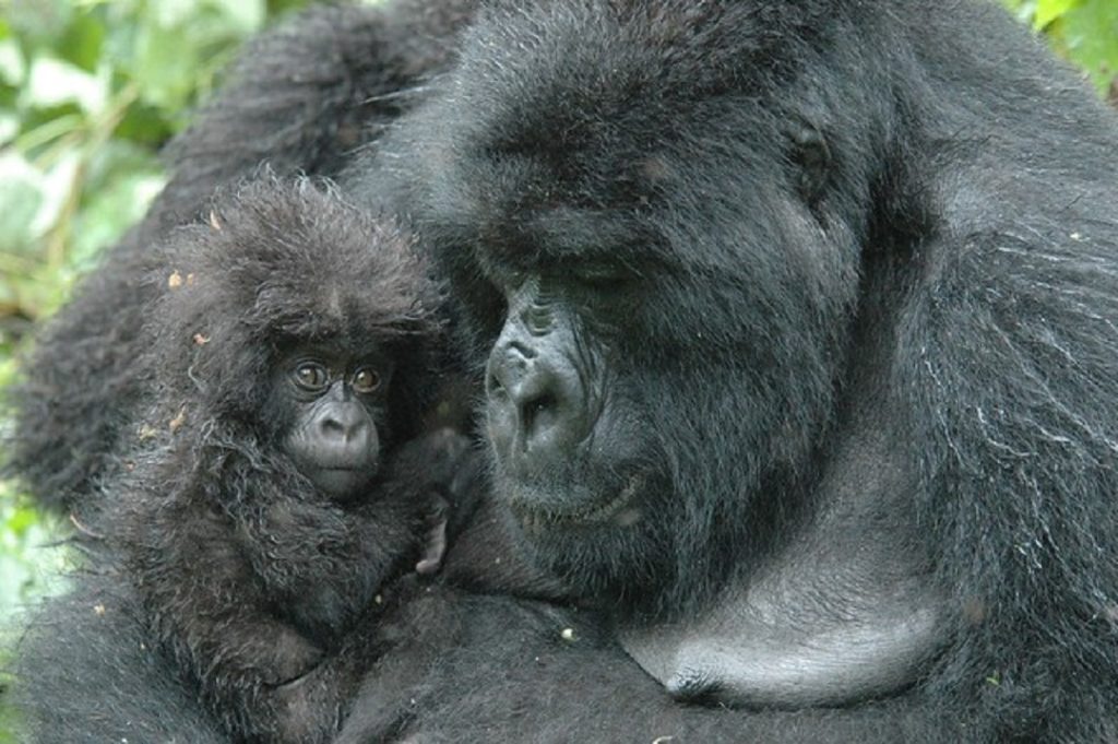 Gorilla adulto con gorilla cucciolo a rischio estinzione