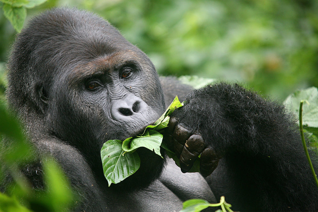 gorilla di montagna a rischio estinzione