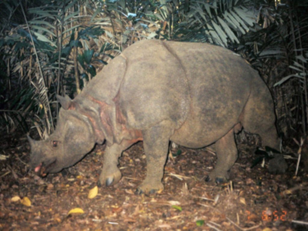 Rinoceronte di Giava a rischio estinzione