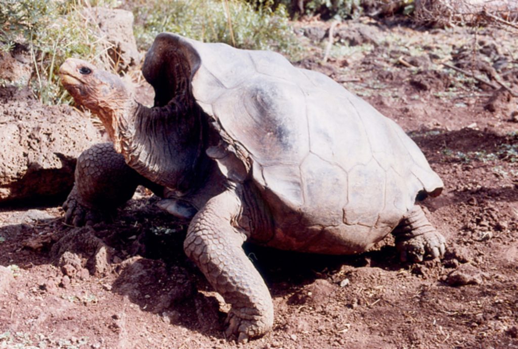 Tartaruga gigante di Espanola a rischio estinzione
