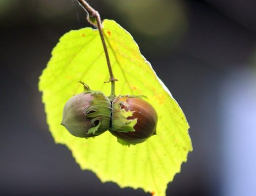 Coltivazioni di nocciole albero foglie