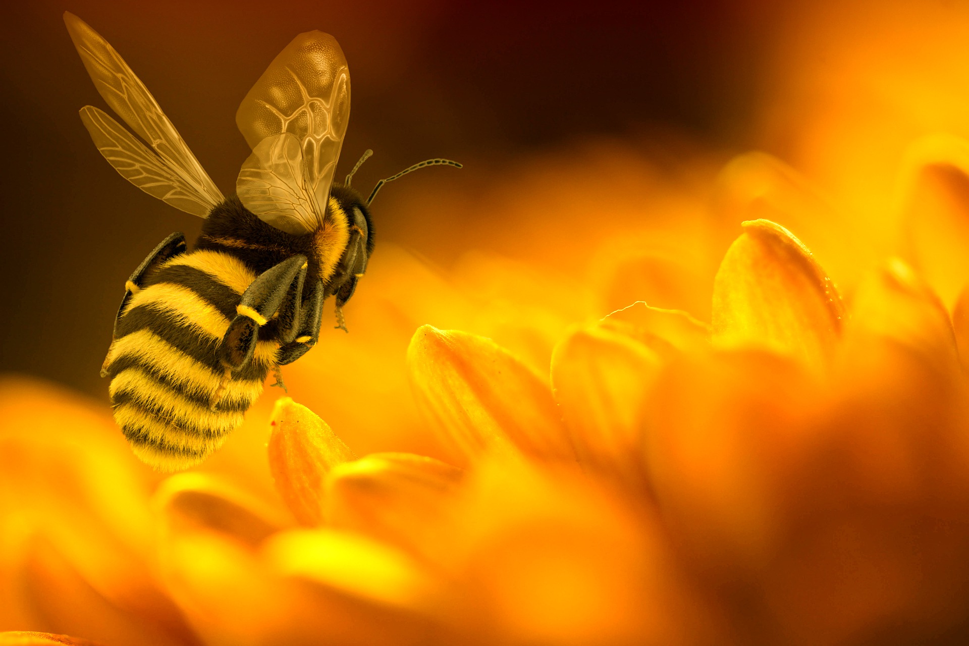 Panno in cera d'api: come farlo in casa e dire addio alla plastica
