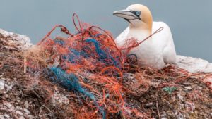 Reti da pesca plastica uccello