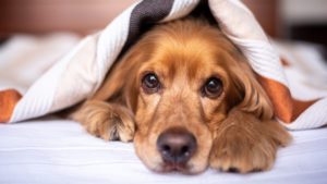 Cane English Cocker Spaniel