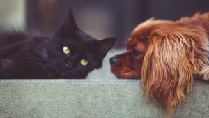 Cane e gatto