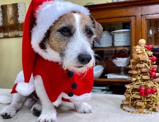 Accessori sostenibili per cani