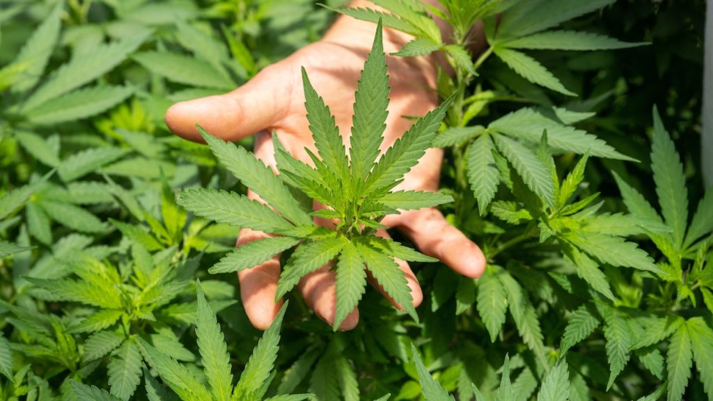 Cannabis, foglie