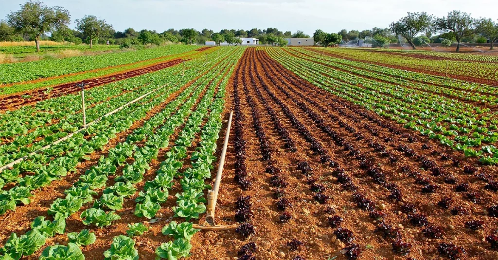 Agricoltura sostenibile, campi