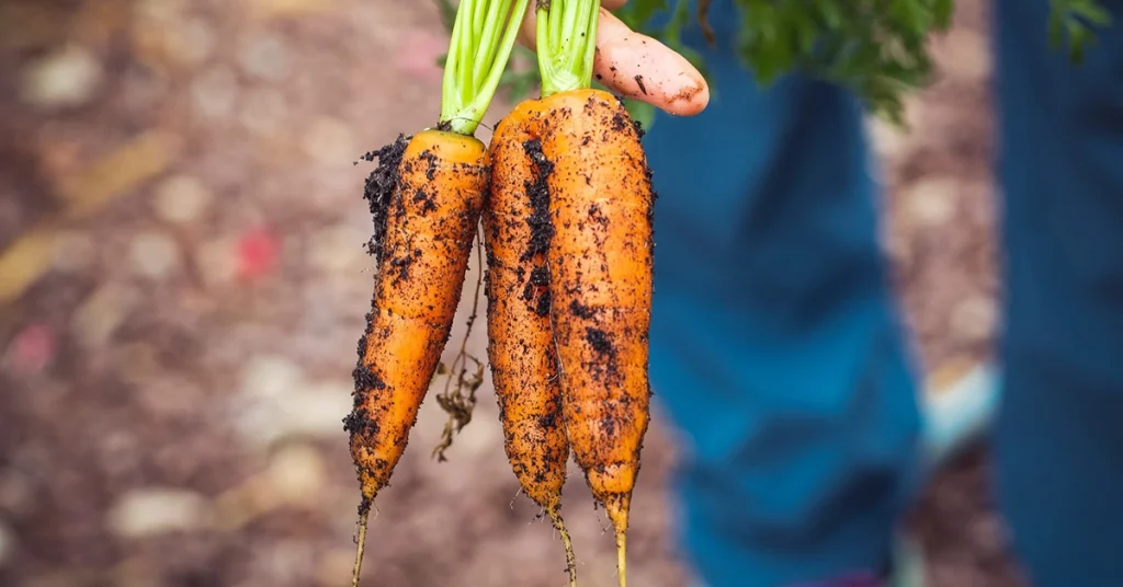 Agricoltura sostenibile, carote