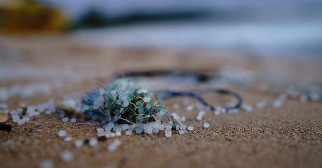 Microplastiche Dove Si Trovano Ed Effetti Sulla Salute Ecocentrica