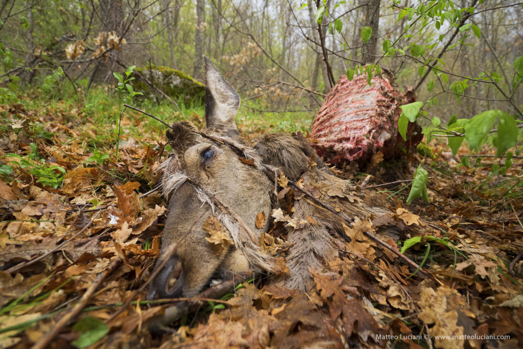 Primo piano testa cervo morto nella foresta