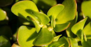 Crassula ovata