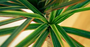 Dracena, piante in casa