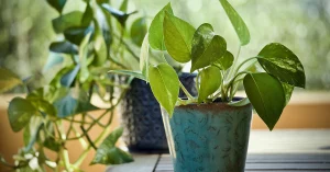 Pothos, piante in casa