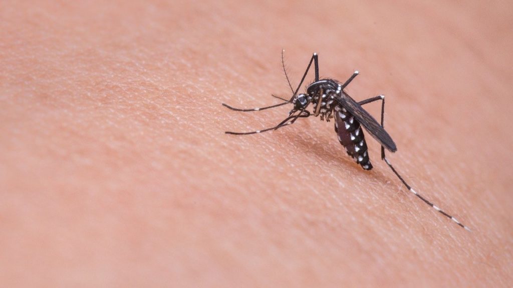 Zanzara malattie infettive