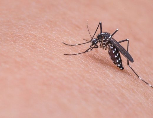 Zanzara malattie infettive