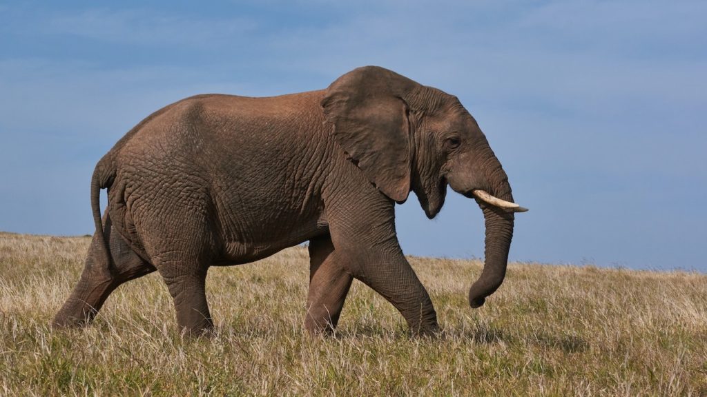 Elefanti, vittime di crimini di natura