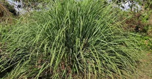 Zanzare, citronella