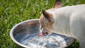 Cane acqua