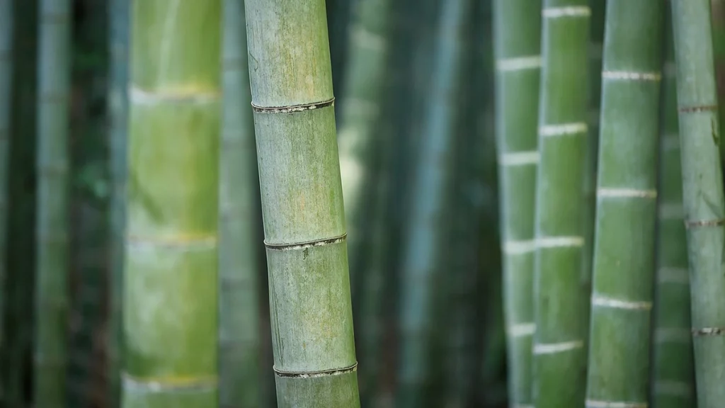 Bambù, carta igienica
