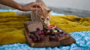 Gatto e cibo dannoso