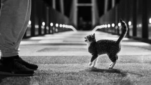 Curiosità sui gatti: visione notturna