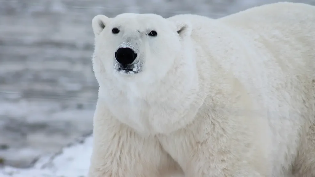 Cambiamenti climatici, orsi polari