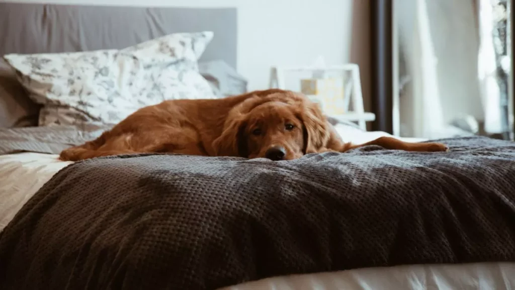 Cane sul letto