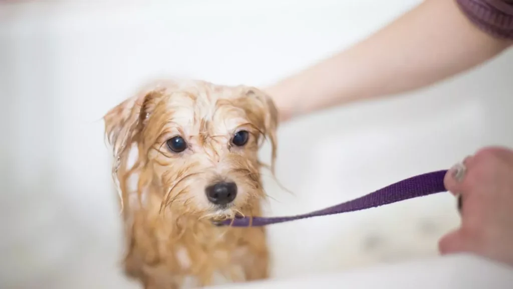 La donna pulisce il suo cane con un asciugamano dopo il bagno