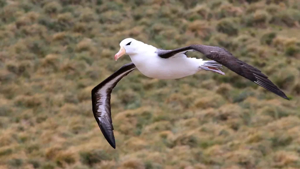 Albatross e fertilità