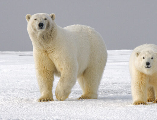 Fertilità degli orsi polari