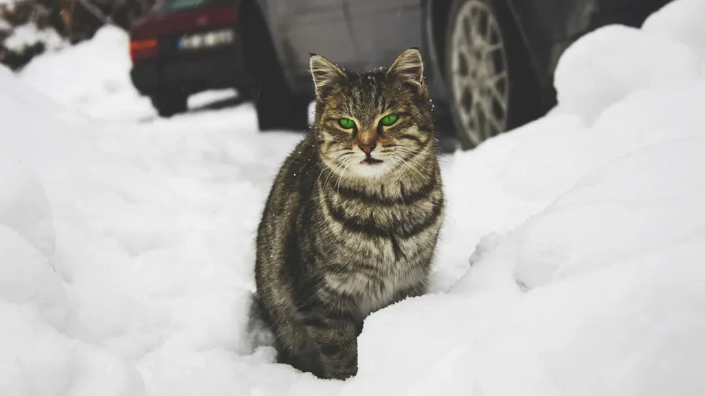 Gatto nella neve