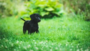 Cagnolino nell'erba