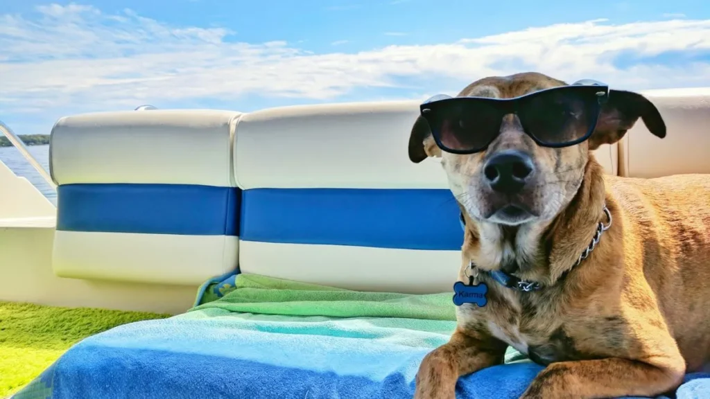 Cane in spiaggia