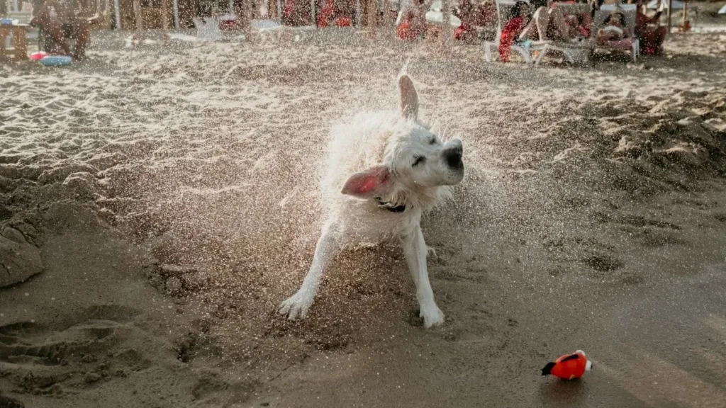 Cane in spiaggia d'estate