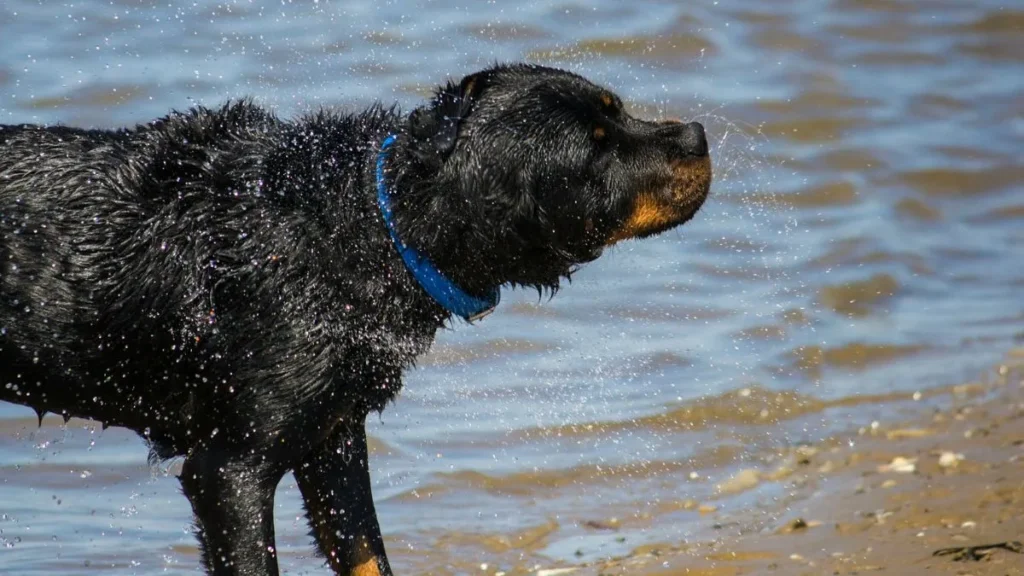 Cane e bagno in mare